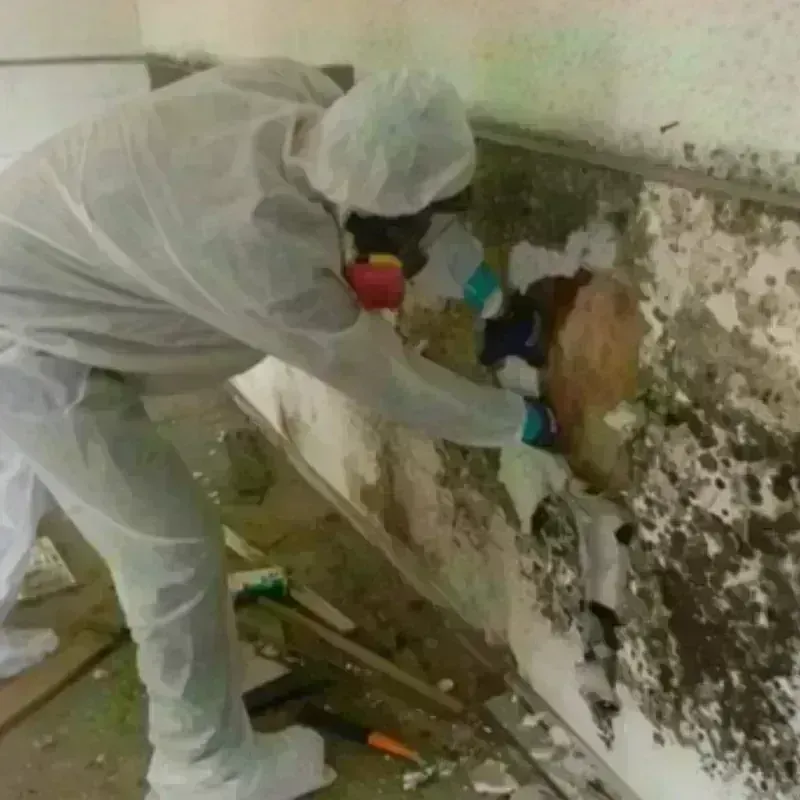 Mold Remediation and Removal in Lewisburg, OH